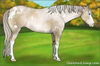 Horse Color:White Spotted Chocolate Palomino Pearl 