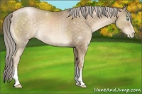 Horse Color:White Spotted Chocolate Palomino Pearl 