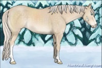Horse Color:White Spotted Cremello 