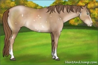 Horse Color:White Spotted Liver Chestnut Pearl 