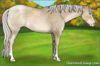 Horse Color:White Spotted Chocolate Palomino Pearl 