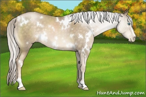 Horse Color:White Spotted Chocolate Palomino Pearl Sabino 