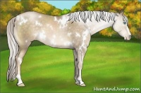 Horse Color:White Spotted Chocolate Palomino Pearl Sabino 