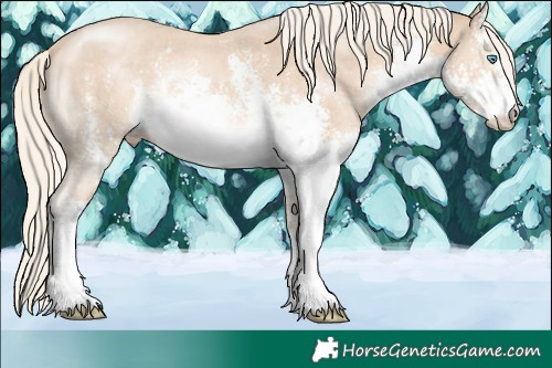 Horse Color:White Spotted Cremello Sabino 