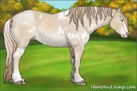 Horse Color:White Spotted Chocolate Smoky Creme Sabino