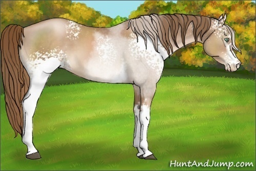 Horse Color:White Spotted Liver Chestnut Pearl