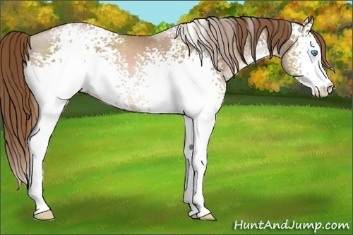 Horse Color:White Spotted Chocolate Smoky Black Pearl 