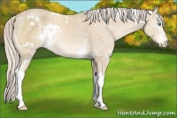 Horse Color:White Spotted Cremello 