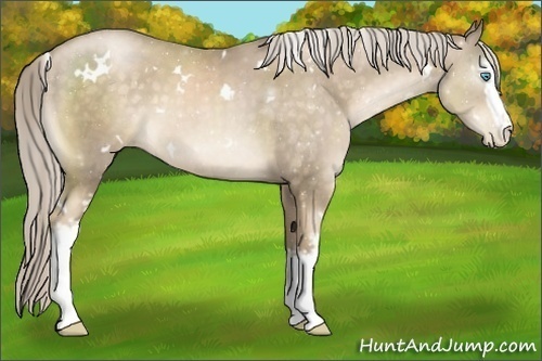 Horse Color:White Spotted Chocolate Palomino Pearl 