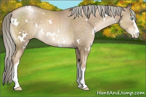 Horse Color:White Spotted Chocolate Palomino Pearl 