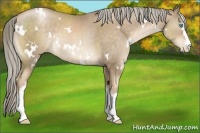 Horse Color:White Spotted Chocolate Palomino Pearl 