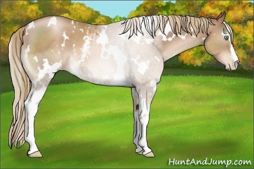 Horse Color:White Spotted Liver Chestnut Pearl 