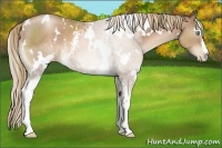 Horse Color:White Spotted Liver Chestnut Pearl 