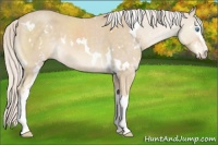 Horse Color:White Spotted Cremello 