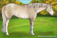 Horse Color:White Spotted Chocolate Palomino Pearl Sabino