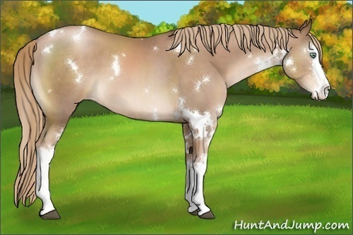 Horse Color:White Spotted Liver Chestnut Pearl 