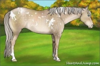 Horse Color:White Spotted Chocolate Palomino Pearl Sabino