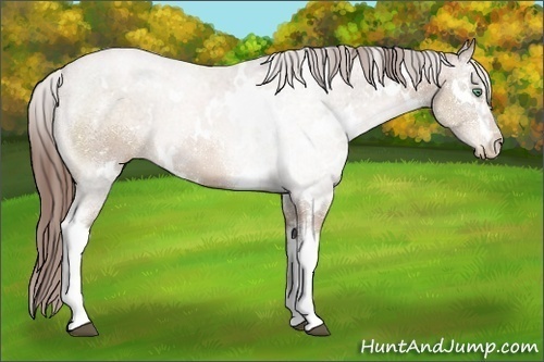 Horse Color:White Spotted Chocolate Black Pearl 