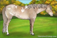 Horse Color:White Spotted Liver Chestnut Pearl Sabino 
