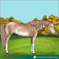Horse Color:White Spotted Liver Chestnut Pearl Sabino 