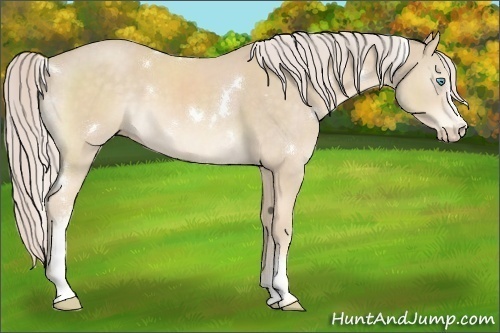 Horse Color:White Spotted Cremello 