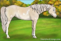 Horse Color:White Spotted Cremello 