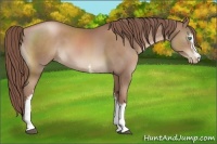 Horse Color:White Spotted Chocolate Black Pearl Sabino