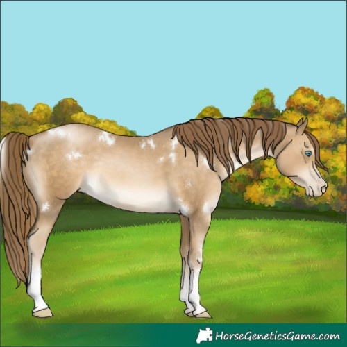 Horse Color:White Spotted Chocolate Smoky Black Pearl