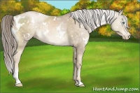 Horse Color:White Spotted Chocolate Palomino Pearl Sabino 