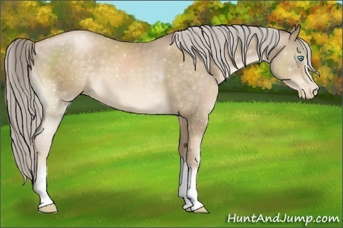 Horse Color:White Spotted Chocolate Palomino Pearl Sabino