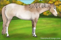 Horse Color:White Spotted Liver Chestnut Pearl Sabino 