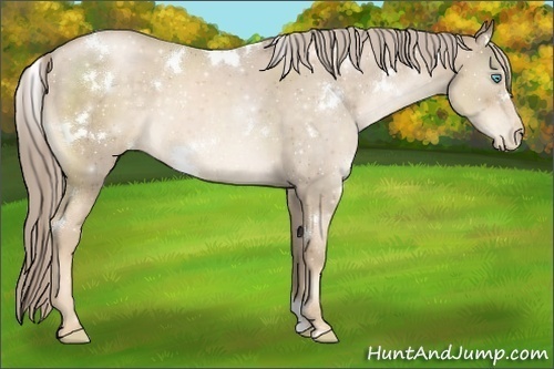 Horse Color:White Spotted Chocolate Palomino Pearl 