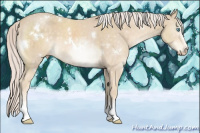 Horse Color:White Spotted Cremello 