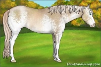 Horse Color:White Spotted Chocolate Palomino Pearl 