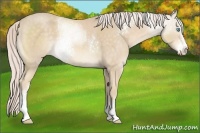 Horse Color:White Spotted Cremello 