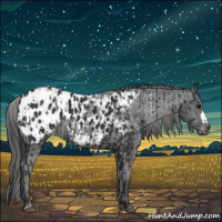 Horse Color:Black Appaloosa  and Black Appaloosa 