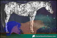 Horse Color:Black and White Spotted Black