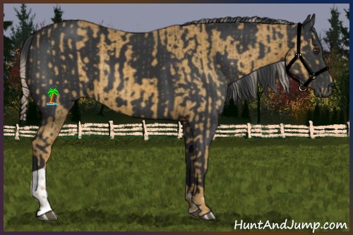 Horse Color:Palomino  and Black 