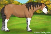 Horse Color:Bay Splash Frame 
