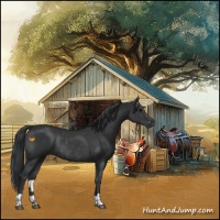 Horse Color:Black  and Black Rabicano 