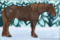 Horse Color:Liver Chestnut Rabicano 