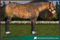 Horse Color:Brown  and Buckskin 