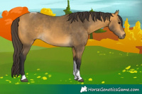 Horse Color:Buckskin Tobiano Rabicano 