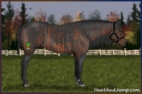 Horse Color:Bay  and Black 