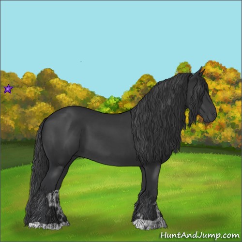 Horse Color:Black and Black
