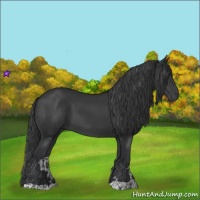 Horse Color:Black  and Black 