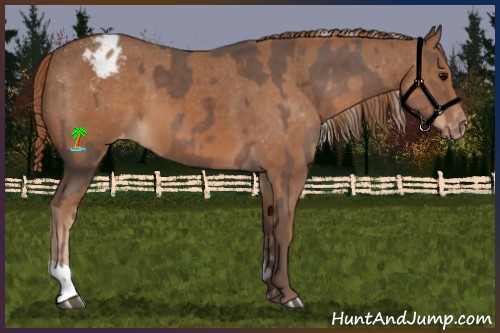 Horse Color:Silver Black Appaloosa  and Chestnut Appaloosa 