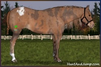 Horse Color:Silver Black Appaloosa  and Chestnut Appaloosa 