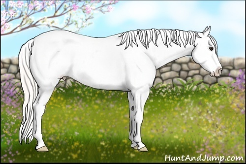 Horse Color:Silver Buckskin Splash Frame Appaloosa Rabicano 