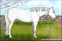 Horse Color:Silver Buckskin Splash Frame Appaloosa Rabicano 